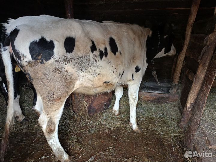 Телки стельные