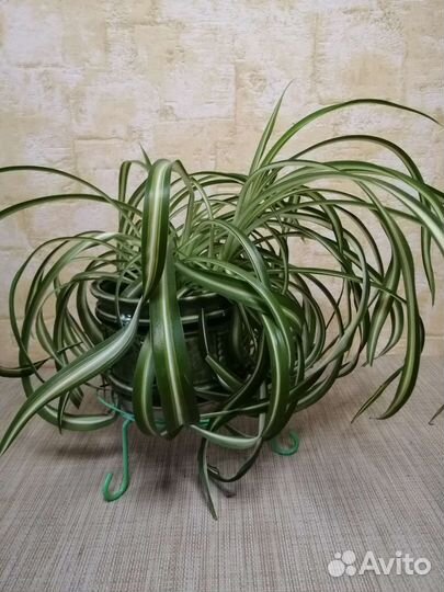 Хлорофитум кудрявый Бони, Хохлатый