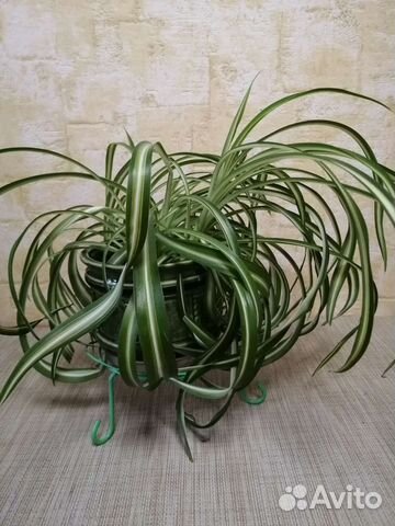 Хлорофитум кудрявый Бони, Хохлатый