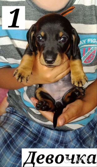 Карликовая такса щенки