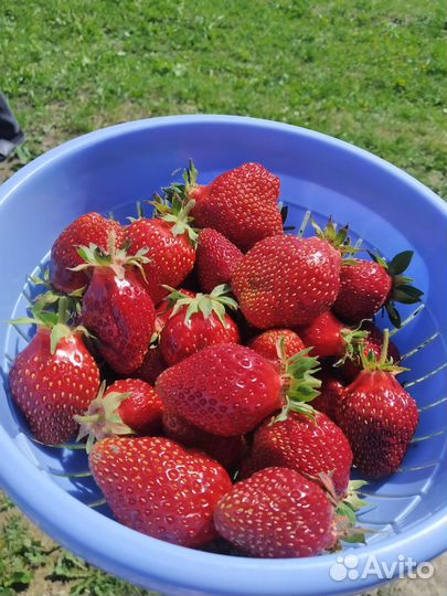 Клубника укоренённые усы