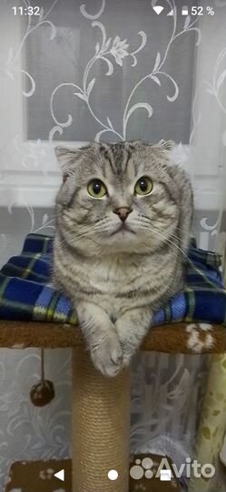 Вязка котика