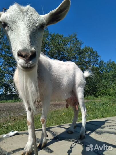 Коза дойная