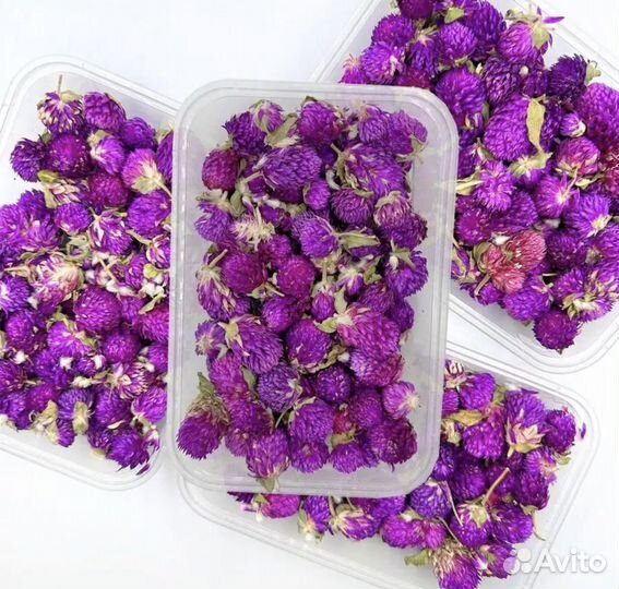 Гомфрена сухоцвет