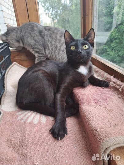 Котенок в добрые руки