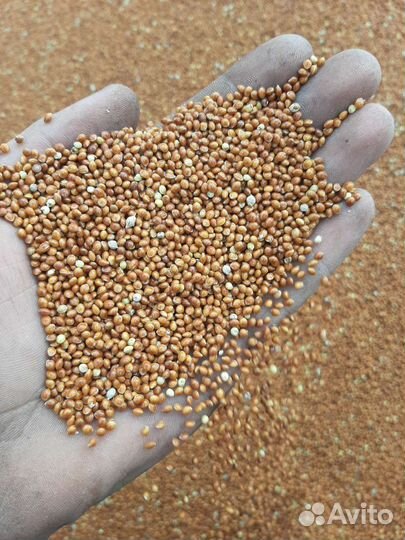 Просо красное