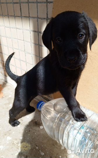 Лабрадетки