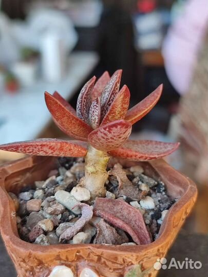 Адромискусы 2