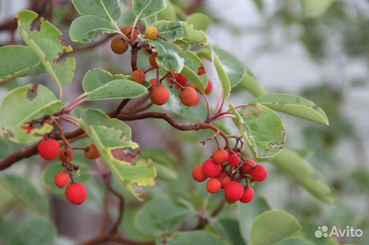 Земляничник мелкоплодный и крупноплодный, семена