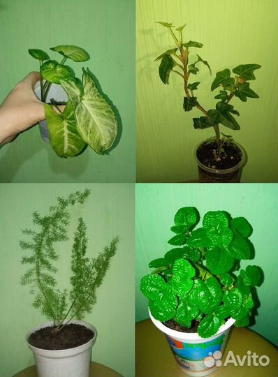 Сенполии, сингониумы, склерохитон, и другие