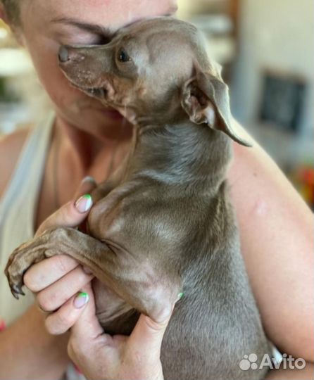 Щенки той-терьер