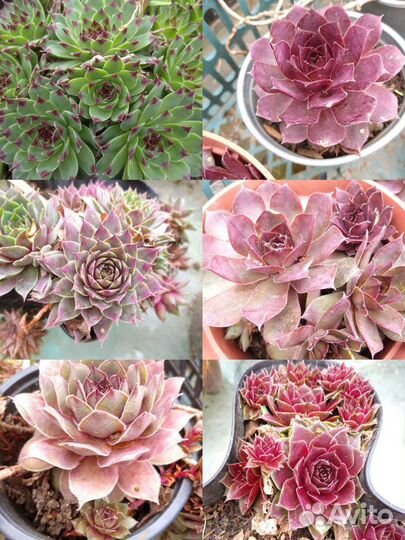 Молодило,каменная роза