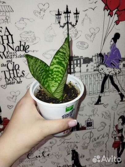 Сансевиерия ханни green