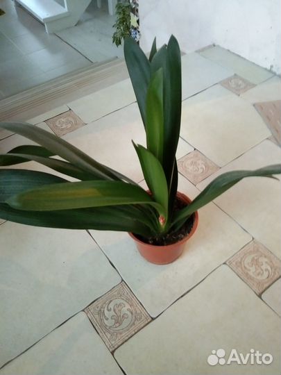 Кливия персиковая