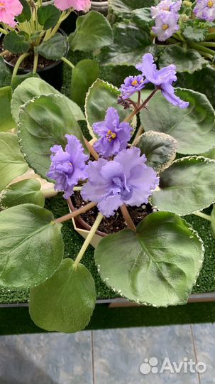 Сортовые фиалки
