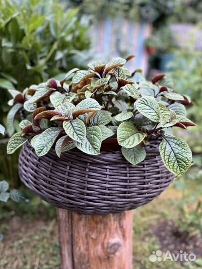 Плектрантус