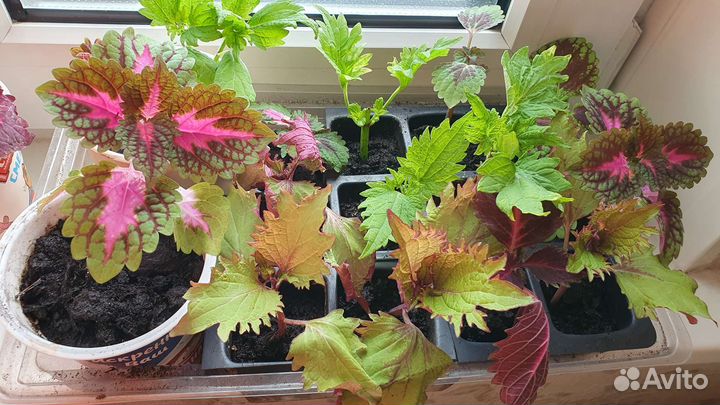 Колеусы сортовые