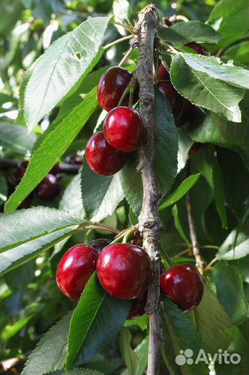 Саженцы вишни