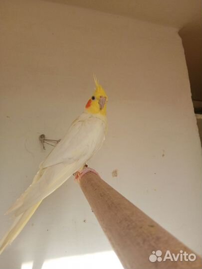 Попугай Корелла с клеткой