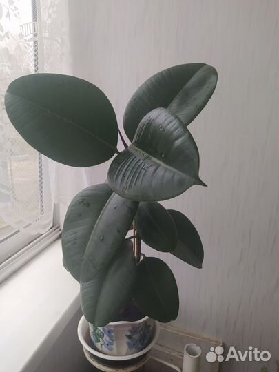 Фикус каучуконосный