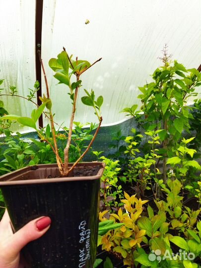 Рододендрон