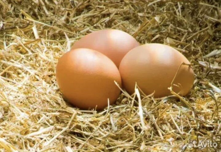 Домашние яйца