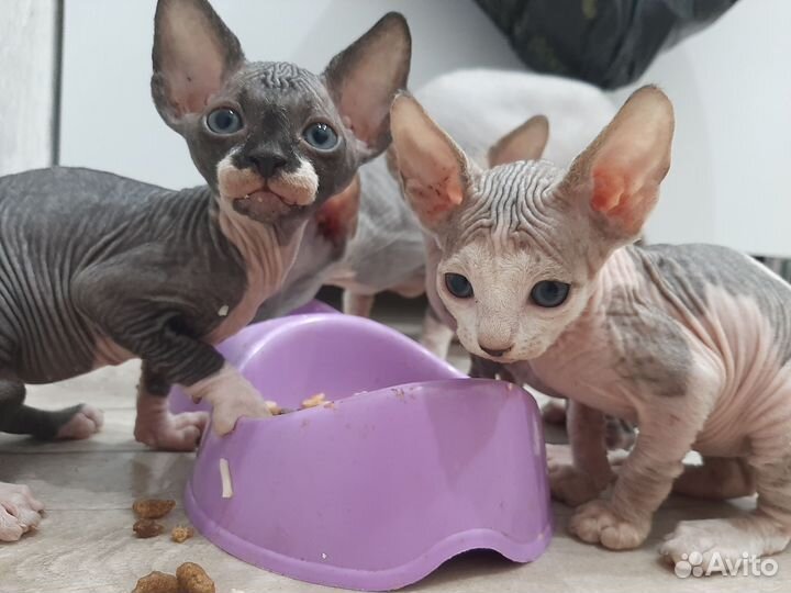 Канадский сфинкс котенок