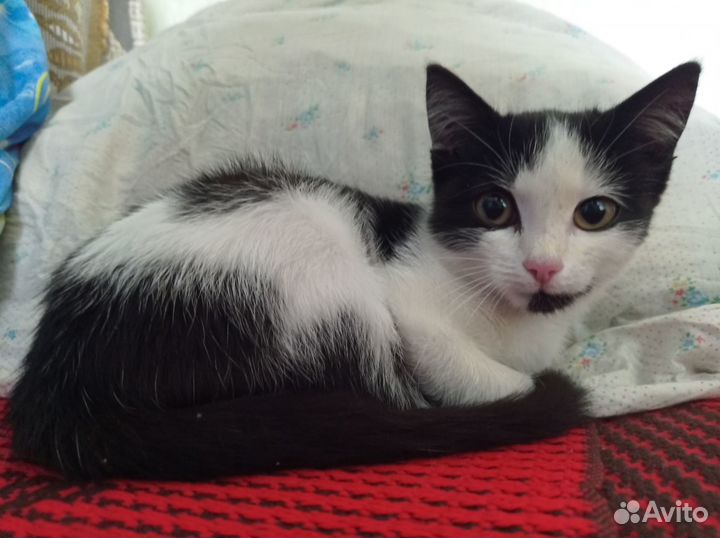 Котенок девочка в добрые руки