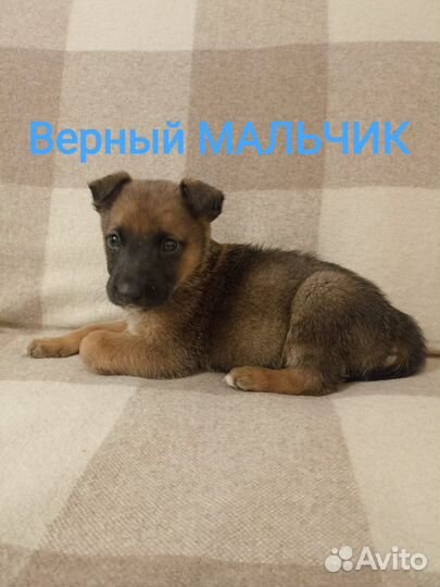 Лучшие щенки в добрые руки