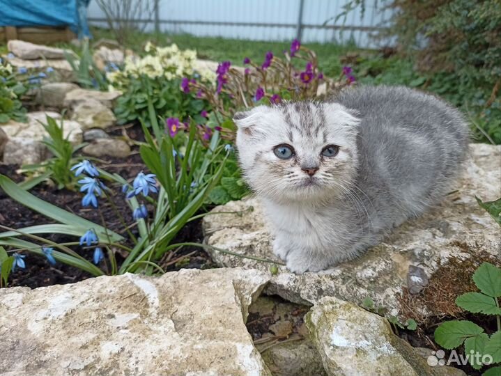 Продаются котята