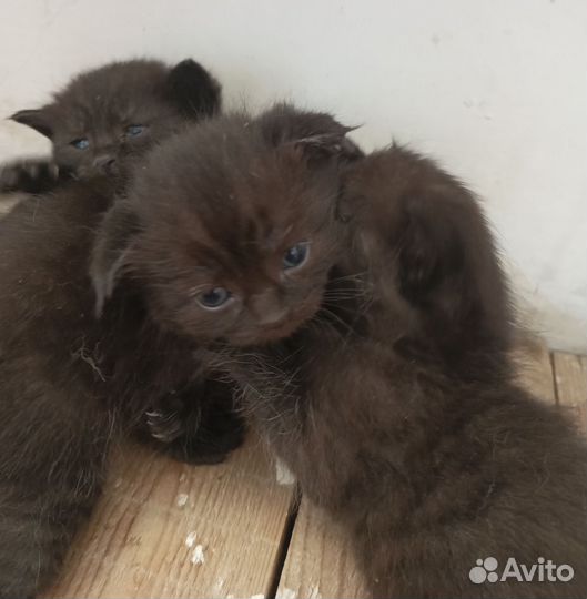 Котята черные британец