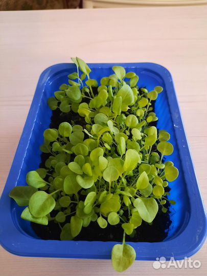 Рассада петунии синей