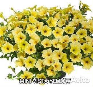 Вегетативная петуния