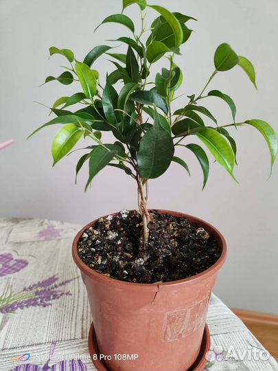 Фикус бенджамина