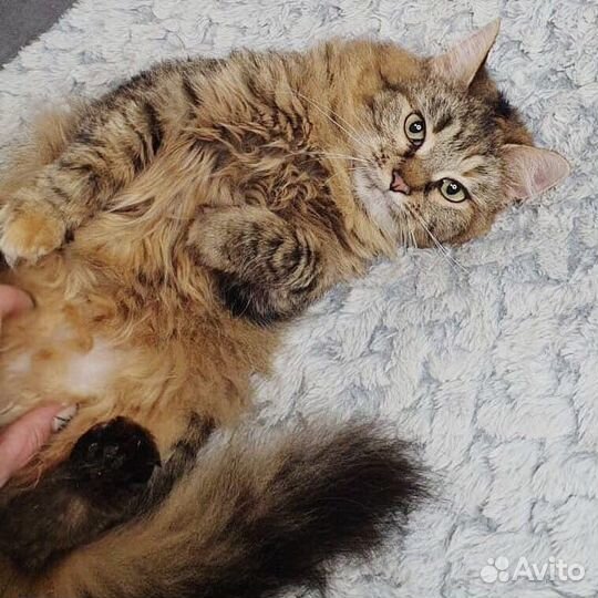 Роскошная полусибирская кошка Месси 6 мес.в дар