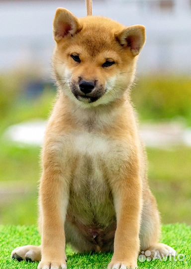 Мальчики Сиба Ину
