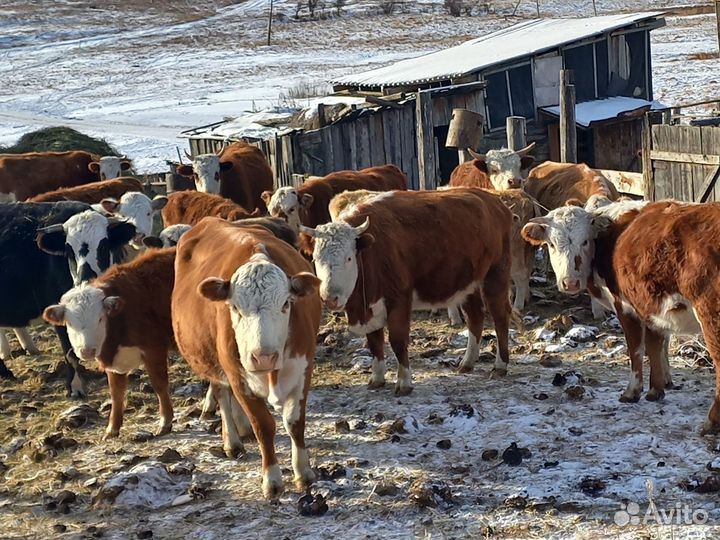 Сельхоз животные