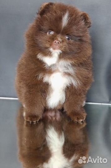 Померанский шпиц, мальчики красавчики