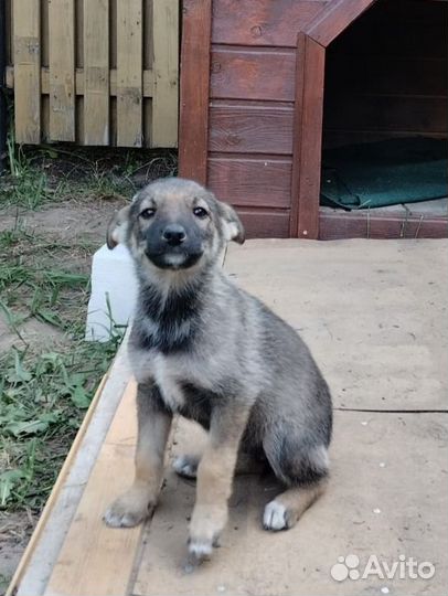 Щенок в дар. Мальчик