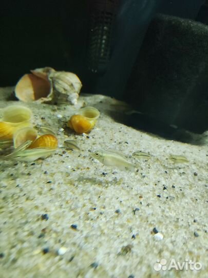 Пельвикахромис пульхера