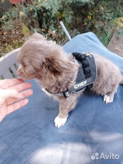 Лиловый Шеф