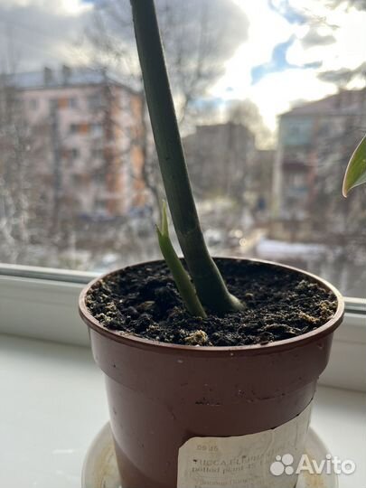 Монстера деликатесная