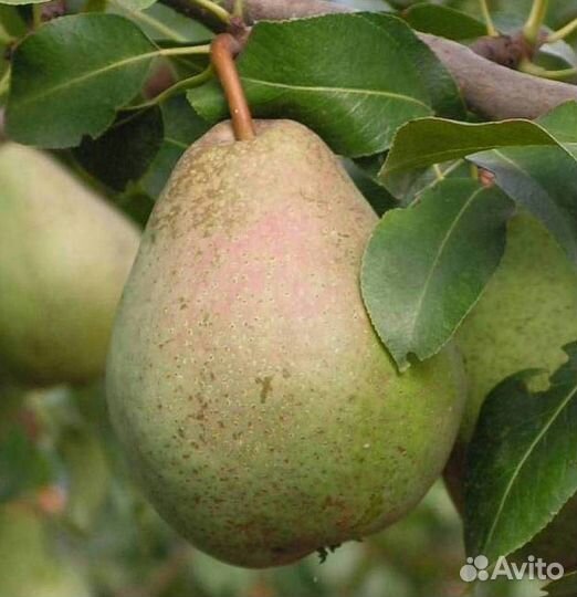 Саженцы груши Белорусская поздняя