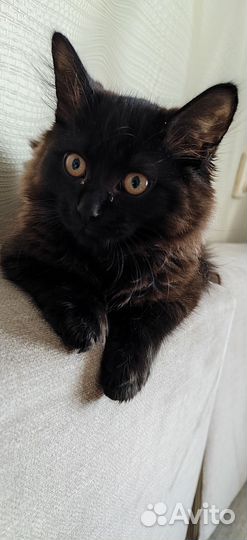 Шотландская кошечка