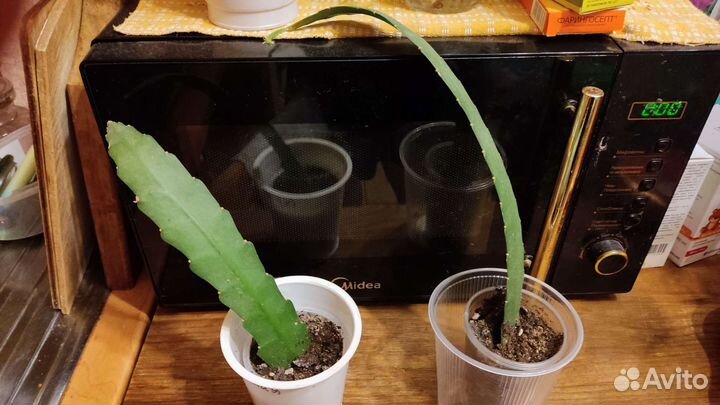 Комнатный цветок.Эпифиллум.Декабрист.Кливия