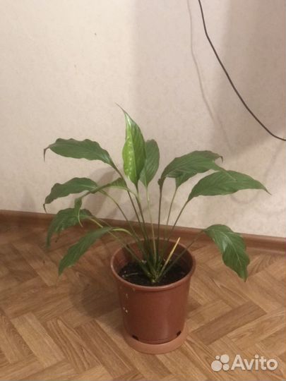 Комнатные цветы