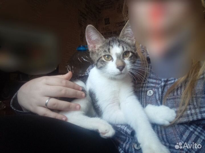 Котята в добрые руки