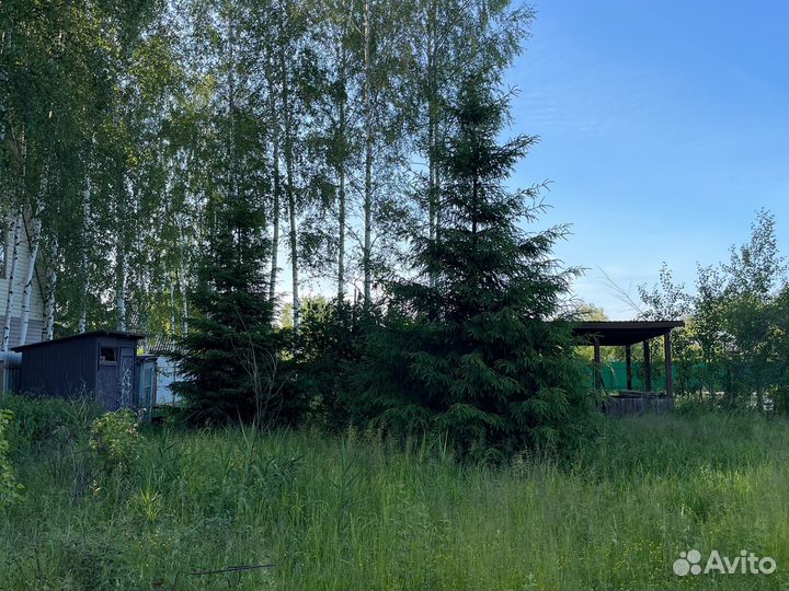 Ель живая большая