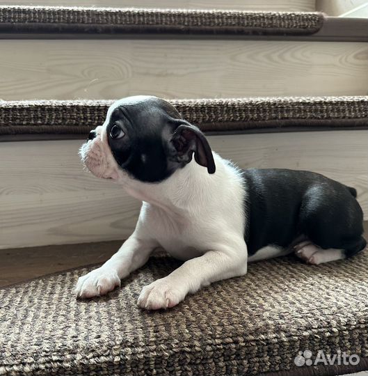 Бостон терьер