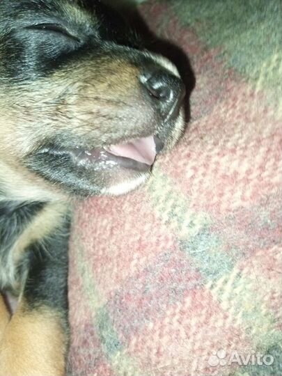 Отдам собаку со щенятами